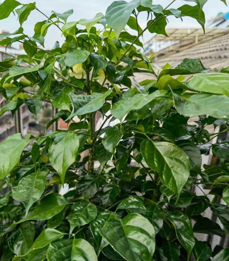 养好幸福树，关键有2点，叶子绿油油枝干壮实开花满枝