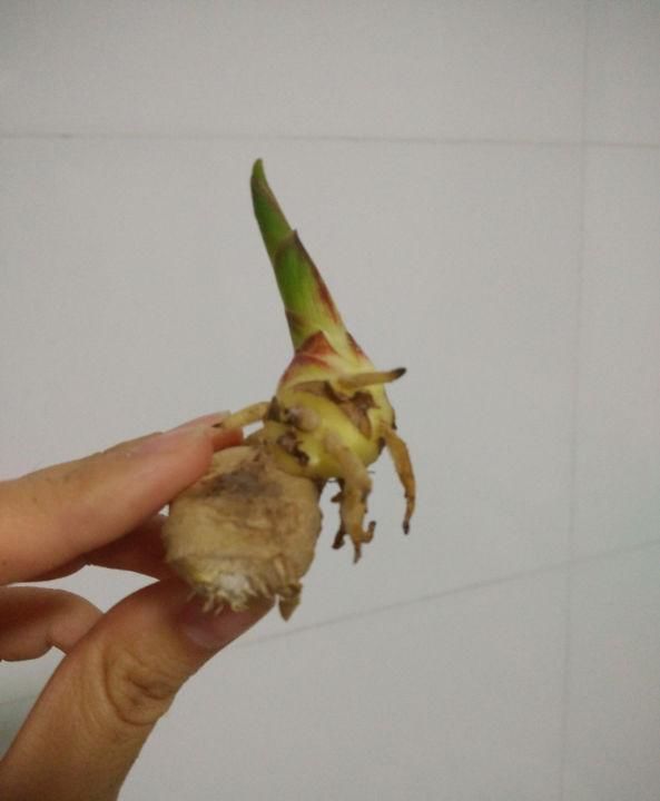  保存|生姜别再放冰箱了，一个小妙招，保存一年都新鲜