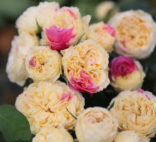 月季是“药罐子”?养这款月季,抗病性5颗星,开花比牡丹还美艳