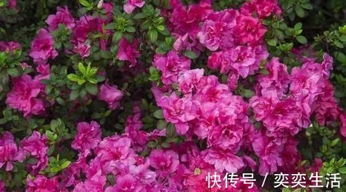 什么松针土、腐叶土都不如这种土,土壤疏松又肥沃,养啥都爆盆