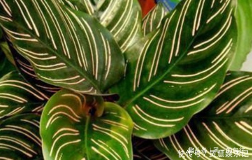 这3种花最怕阳光，越阴凉越生长的旺！阳光晒反而活不长