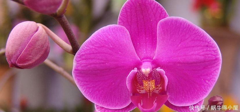 花友公认具有灵性的绿植，你需要知道它们