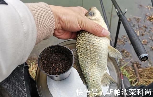 水域|小鲫鱼连杆钓，大鲫鱼不见影？找到原因对症下药才能钓过瘾