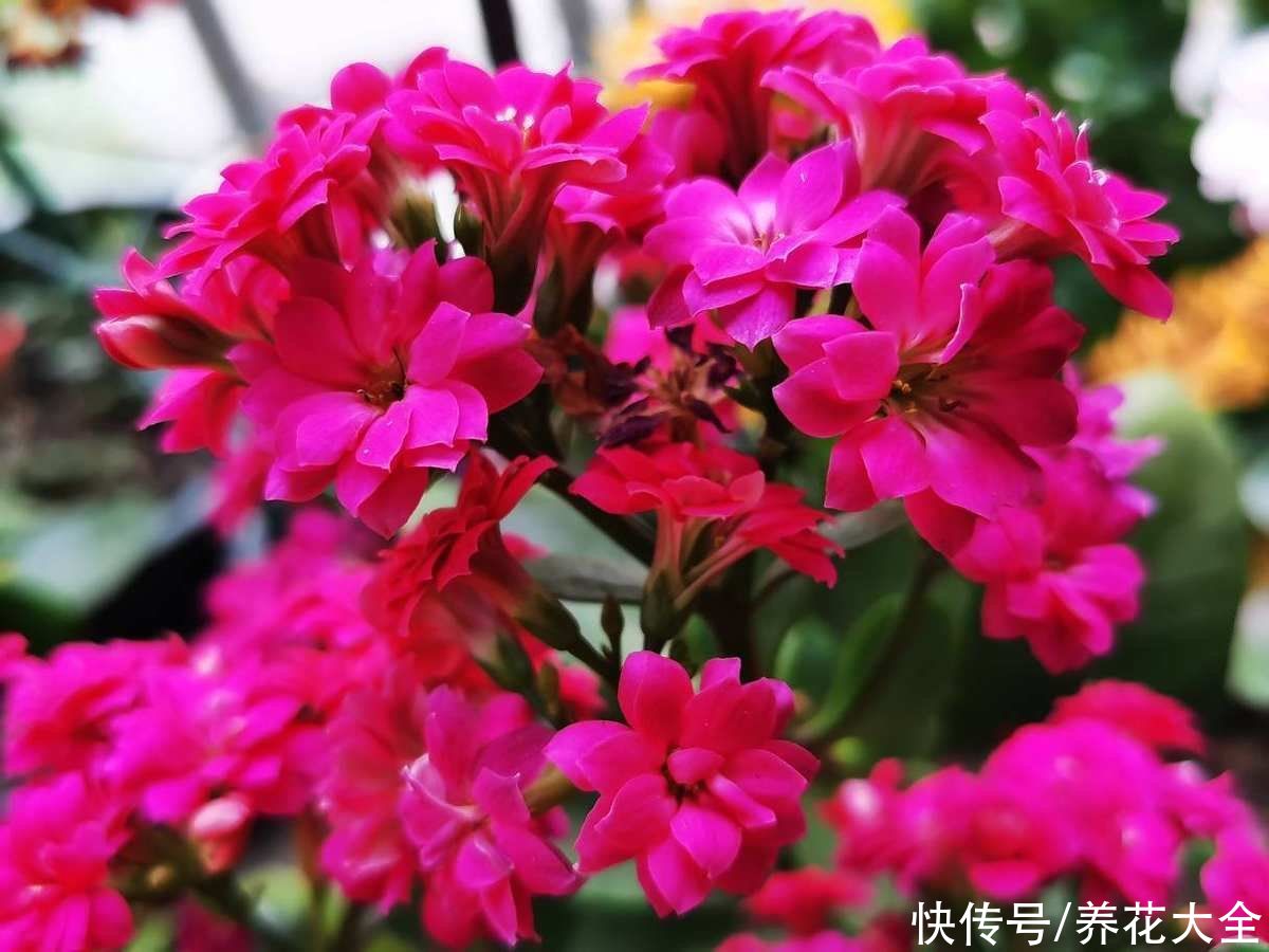 养花高手的5个好习惯，千万别小看，植物特别受用