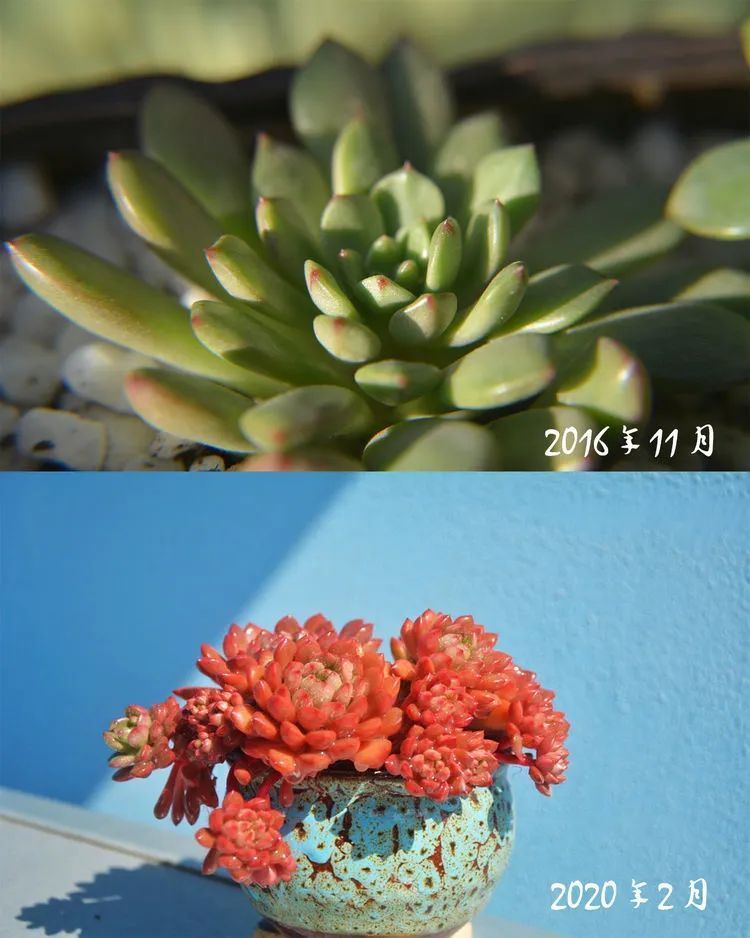 面朝大海的多肉们,在四季变迁中生生不息!