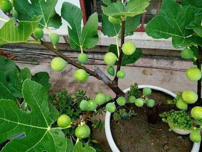 栽种|无花果、百香果可以在家种,2年养成大盆栽,一棵结果4、5斤