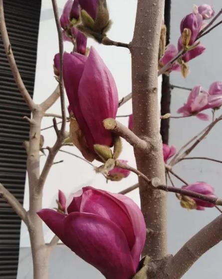 家门口空荡荡的,种棵吉祥树,满树开花颜值高,还能镇宅寓意好