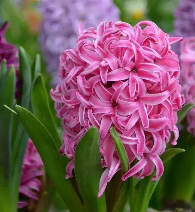 正月二十八，家里养上4种花，盛开时繁花似锦，花色美轮美奂