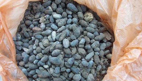 文竹养不好?喂点救命肥,1年新芽窜不停,邻居、朋友都学习