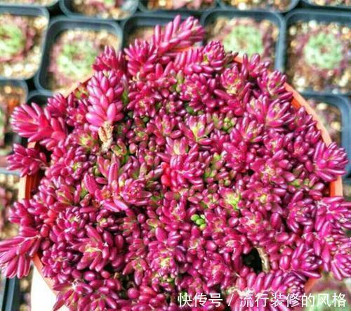 5种漂亮多肉,12月养一盆正当时,好养易爆盆,冻一冻状态美!