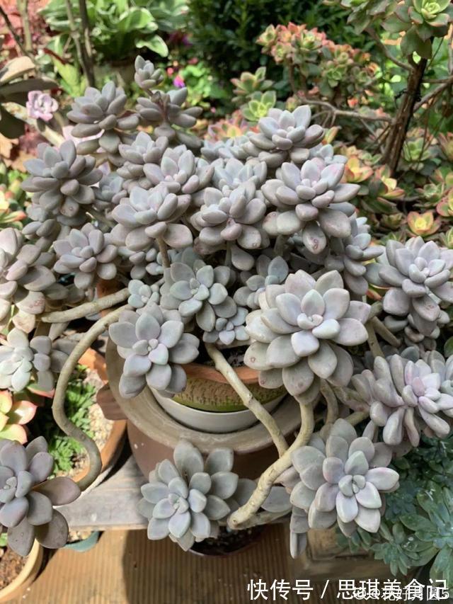 酥皮鸭|十几年的多肉“妖精”,自然老桩头,造型太美