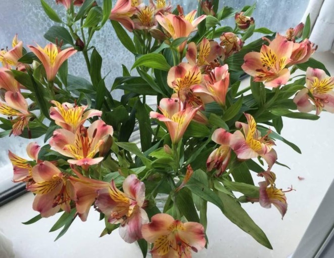 六出花如何养教你3个养护妙招，轻松爆盆，清新绚丽，花多迷人