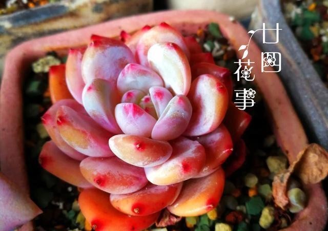  做好|多肉植物不上色，是方法没用对，5个条件做好了，鲜艳肥美状态足