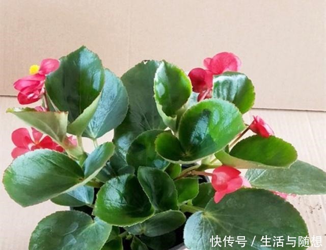 四季海棠“养不够”,不用买,剪根“枝条”长1盆,教你如何操作!