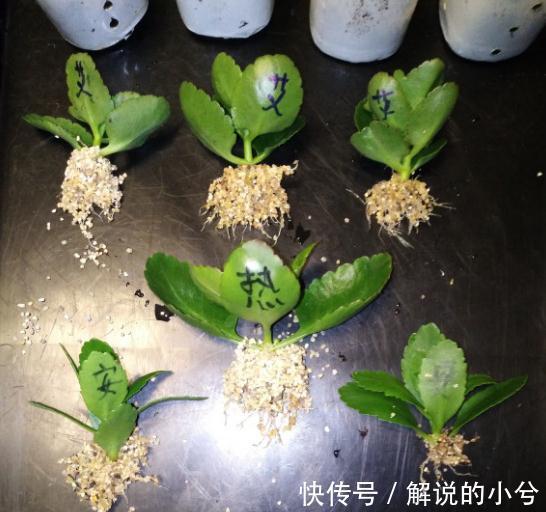 长寿花扦插,学他这样做,1盆能变50盆