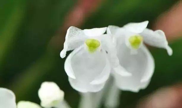 兰中皇后|最全的兰花大鉴赏,看看你都见过几种兰花!