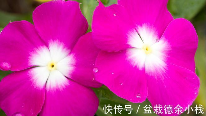 34种常见花草耐冻极限温度,哪些该搬到室内养,一清二楚