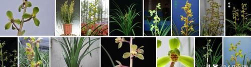 你觉得兰花怎么样？