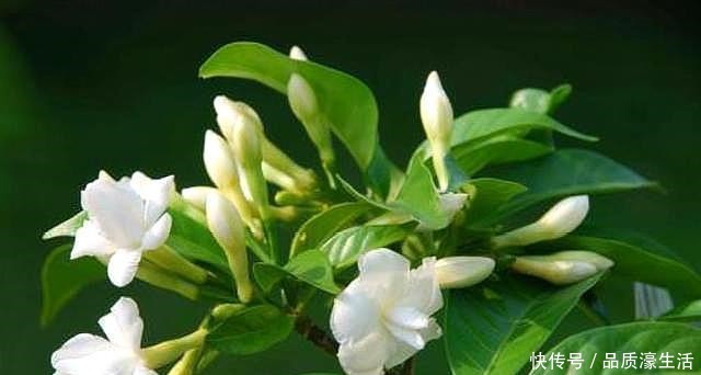 茉莉土加“一料”,不黄叶不徒长,易生根长得旺,养成繁花老桩!