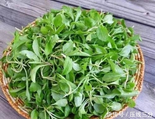  癌细胞|农村地头一种野菜，可降三高，每天吃一点，癌细胞远离你！