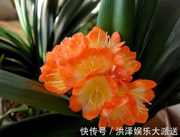 肥料|手把手教你做花肥,掌握关键几点,年年开花不断,比买的好10倍!