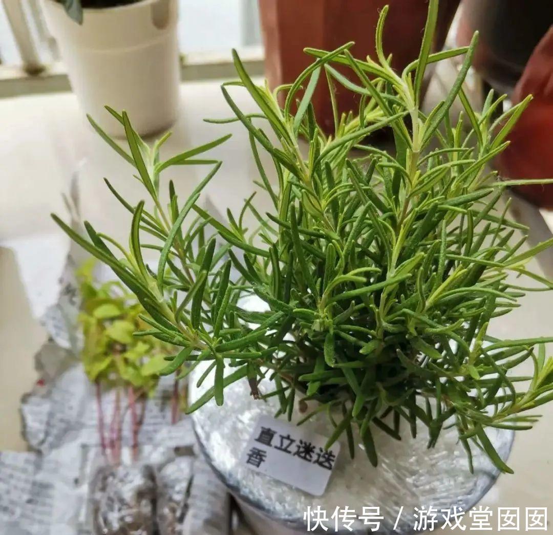 6种香草盆栽,掐个叶子就能吃,味道清香四溢!