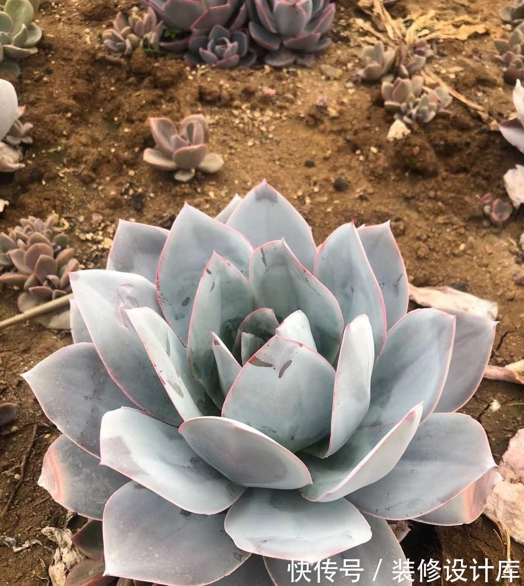 能长成巨无霸的广寒宫 花盆越大 长得越大 轻松长成老桩 粉紫色