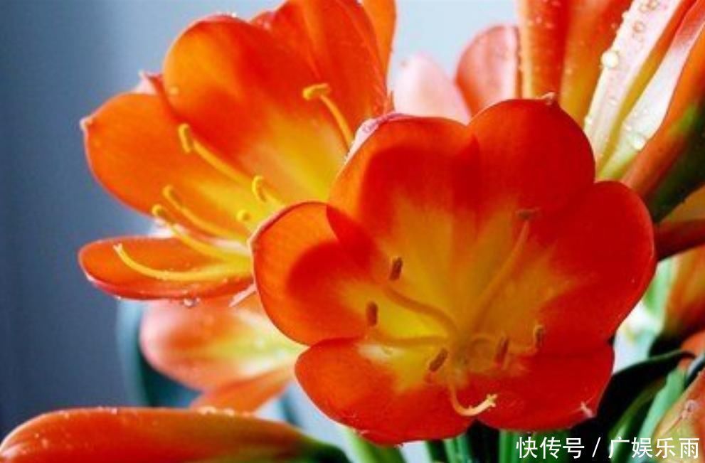 叶子|养护“君子兰”,这三个“小动作”做到位,轻轻松松让其开花