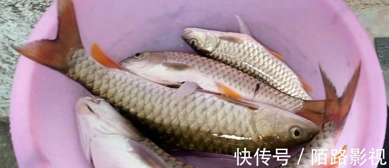 鱼饵|男子第一次钓鱼,竟连钓两条“淡水之王”,朋友:感觉我害了他