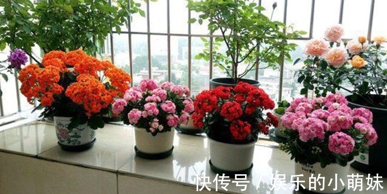 长寿花总是养不好,告诉你常见问题处理方法,让它从秋季开到夏季