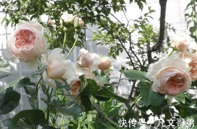 赛牡丹|绿萝早该扔了，此花一开300天，浇水就能活！