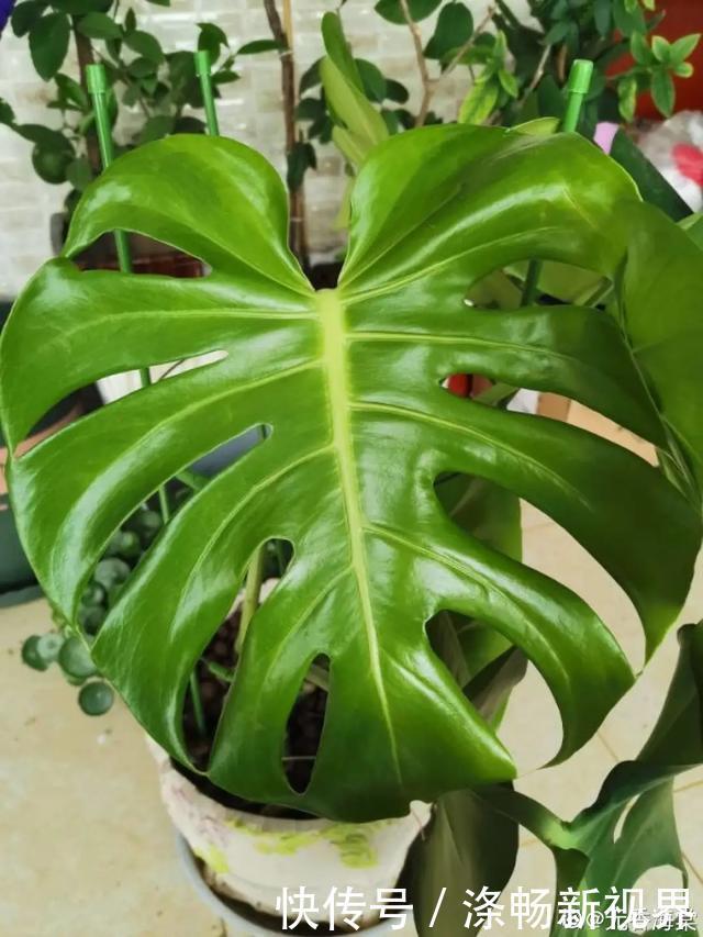 6种杀菌花,杀菌去异味,家里空气更干净!