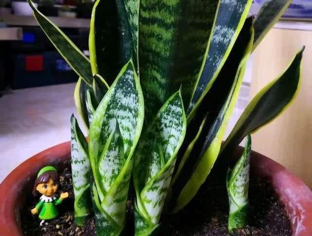 虎皮兰不爱长“小芽”教你一招,小芽出不停,花纹更艳丽