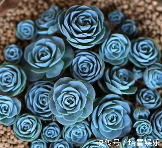 公认的4种“最美多肉”,还超级耐旱、好养,养花新手都能养