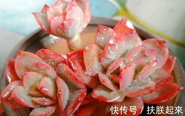 多肉叶片发黑、变透明、掉落,是在向我们释放“求救信号”!