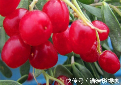 歪头菜|女性到了中年常吃3种食物，美容养颜，天然滋补，有益健康