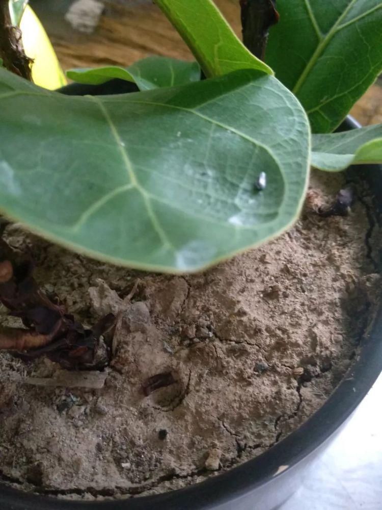 板结|养花的土太结实？1个小窍门，土壤松软如发糕，透气不烂根！