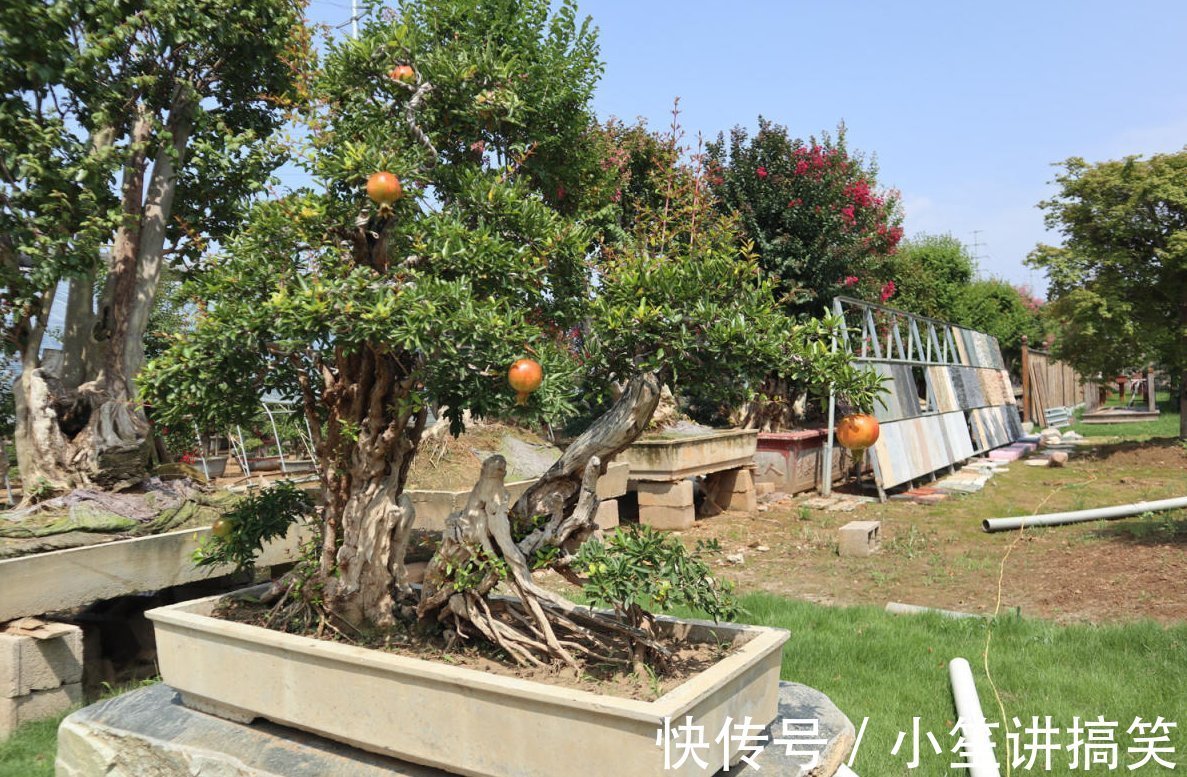 盆栽|盆栽石榴模样土？少了修剪这一步，咔嚓咔嚓，高大上
