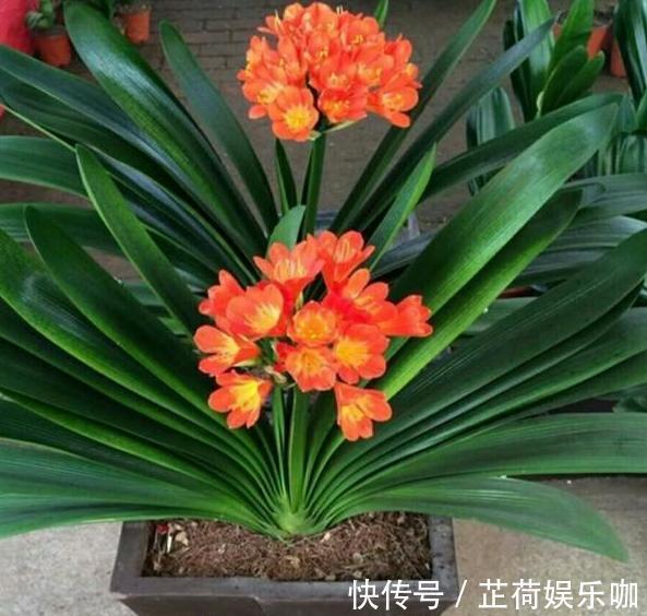 养花|新人养花想得心应手,需注重3个小技巧,掌握到位养啥花都不难