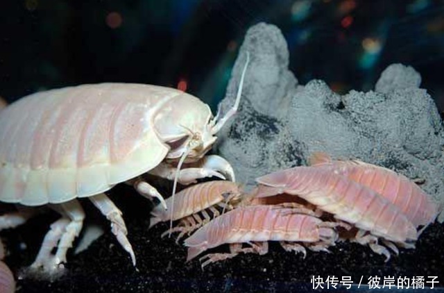 深海巨虱是什么味道的?日本厨师大秀刀工料理,看完让人流口水!