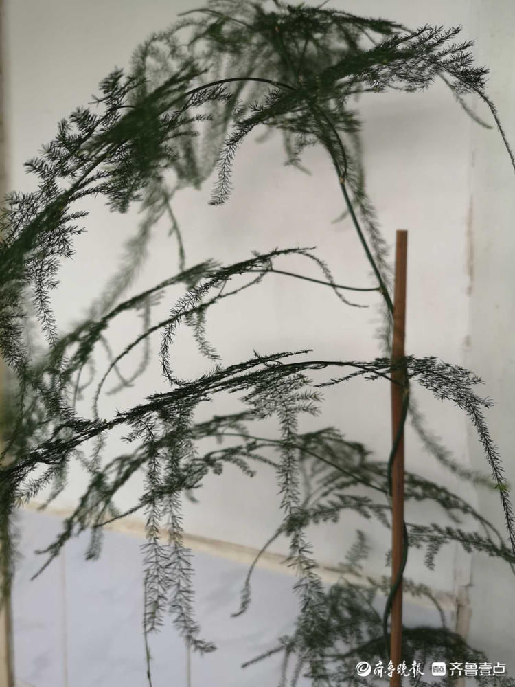 文竹开花见过吗？密密麻麻小黄花点缀枝头，别有一番韵味|情报站| 齐鲁晚报