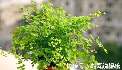 阴花|6种耐阴花,不晒太阳,也能四季开花,是家庭盆栽佳品!