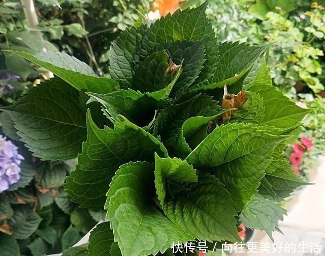 秋季|到了8月底,养绣球花抓住“3个”重点,枝条多、明年花朵密