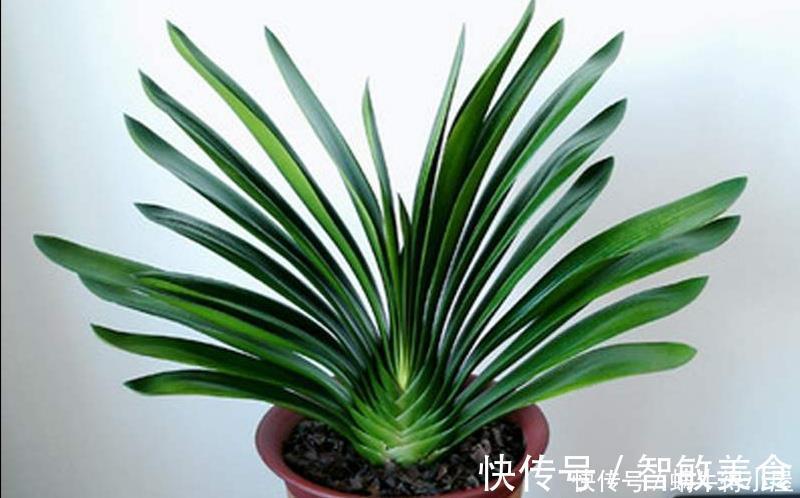 客厅里养这6种植物,好养活、好打理、寿命很长、寓意还特别好