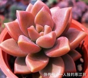 冬天养多肉植物,从2个方面下手,叶子肥嘟嘟,呆萌又可爱