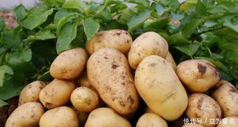 2害|土豆百利但有2害,危害极大,很多人不清楚,直到现在才明白