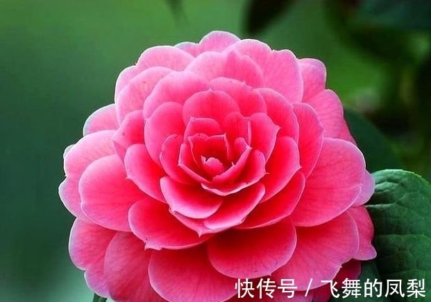 开花花|4种“好养花”,随便一养就爆盆,惹人喜爱,可全年循环开花