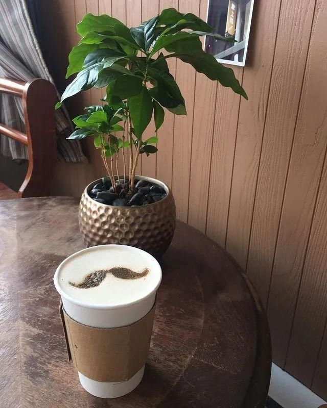 山野草，也高雅！