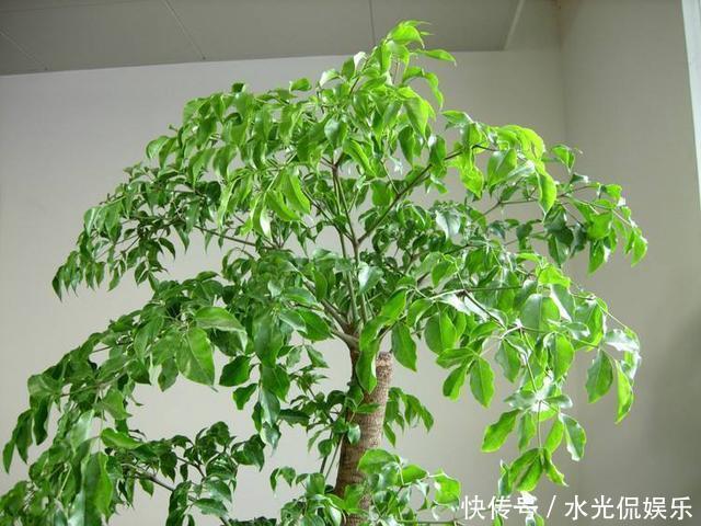 幸福树|平安、幸福和发财,这3种花全有了,寓意好极了,盆景更具观赏性