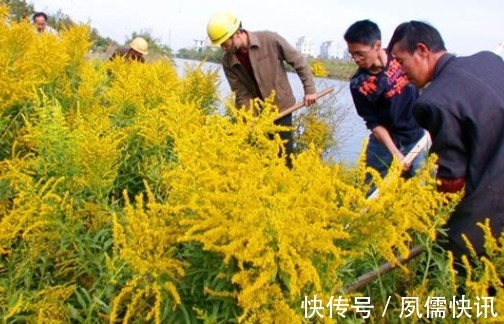 院子里长出这5种草，看到就铲除别犹豫，留下会“后患无穷”